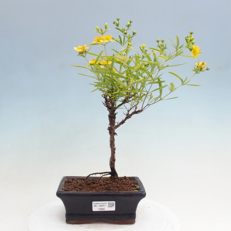 Venkovní bonsai- třezalka - Hypericum