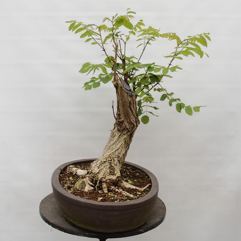 Venkovní bonsai - Trnovník  Akát - Robinia pseudoacacia