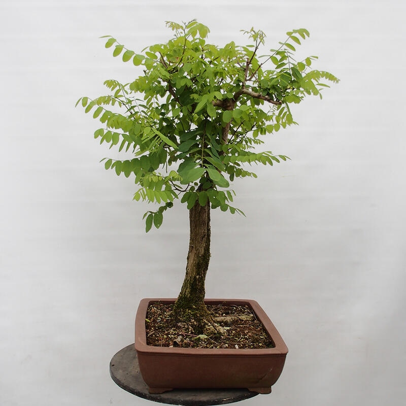 Venkovní bonsai - Trnovník  Akát - Robinia pseudoacacia