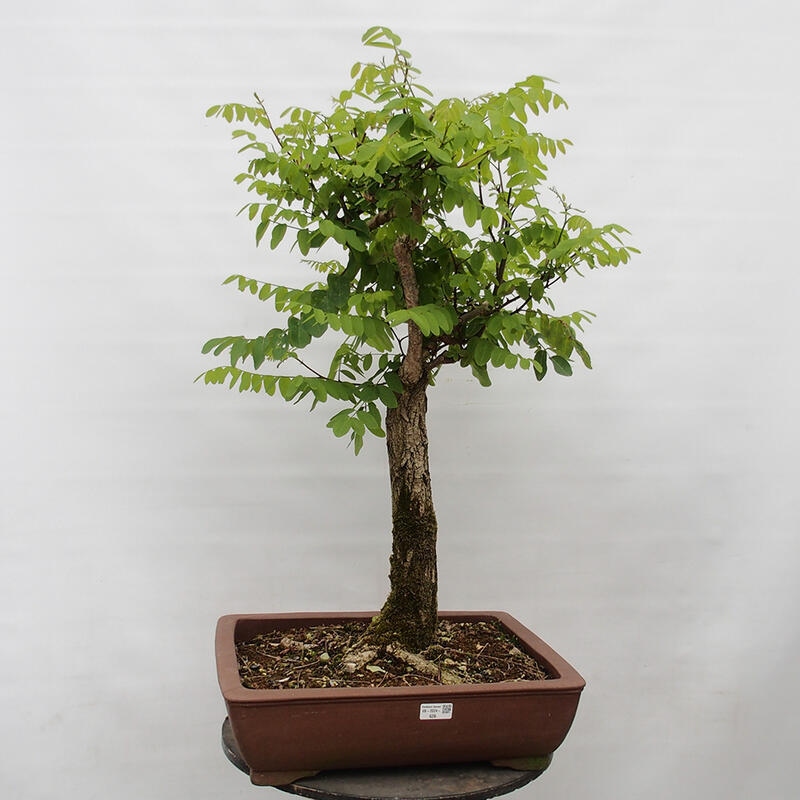 Venkovní bonsai - Trnovník  Akát - Robinia pseudoacacia