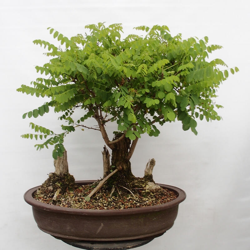 Venkovní bonsai - Trnovník  Akát - Robinia pseudoacacia