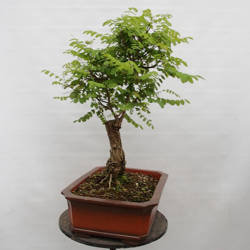 Venkovní bonsai - Trnovník  Akát - Robinia pseudoacacia