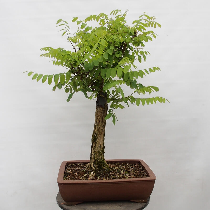 Venkovní bonsai - Trnovník  Akát - Robinia pseudoacacia