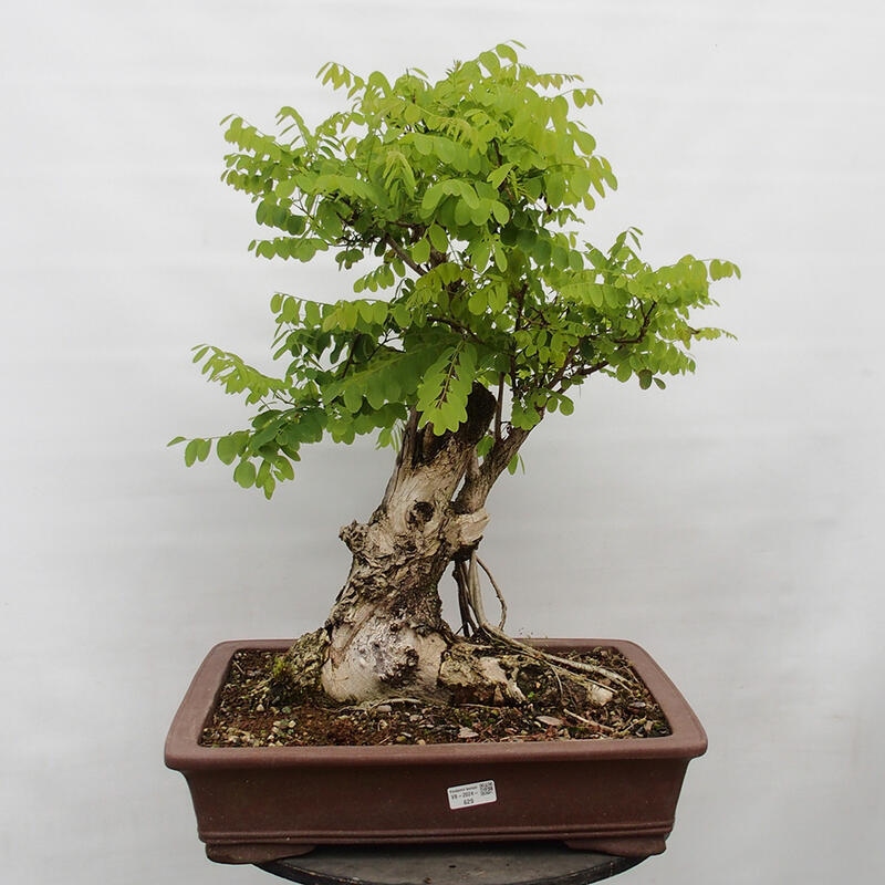 Venkovní bonsai - Trnovník  Akát - Robinia pseudoacacia