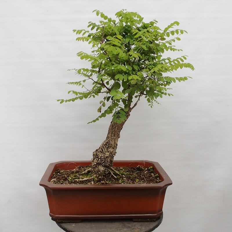 Venkovní bonsai - Trnovník  Akát - Robinia pseudoacacia