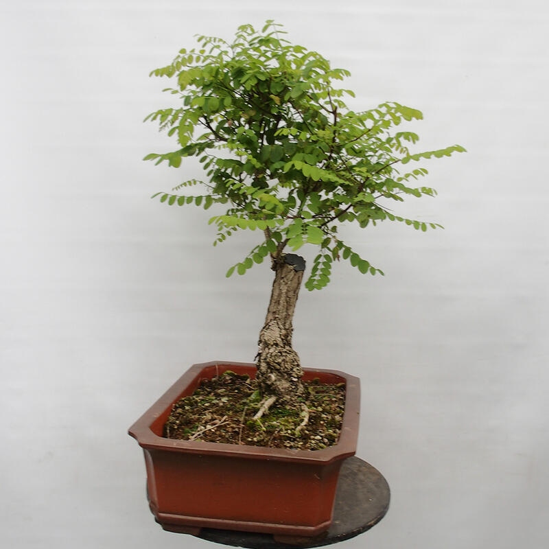 Venkovní bonsai - Trnovník  Akát - Robinia pseudoacacia