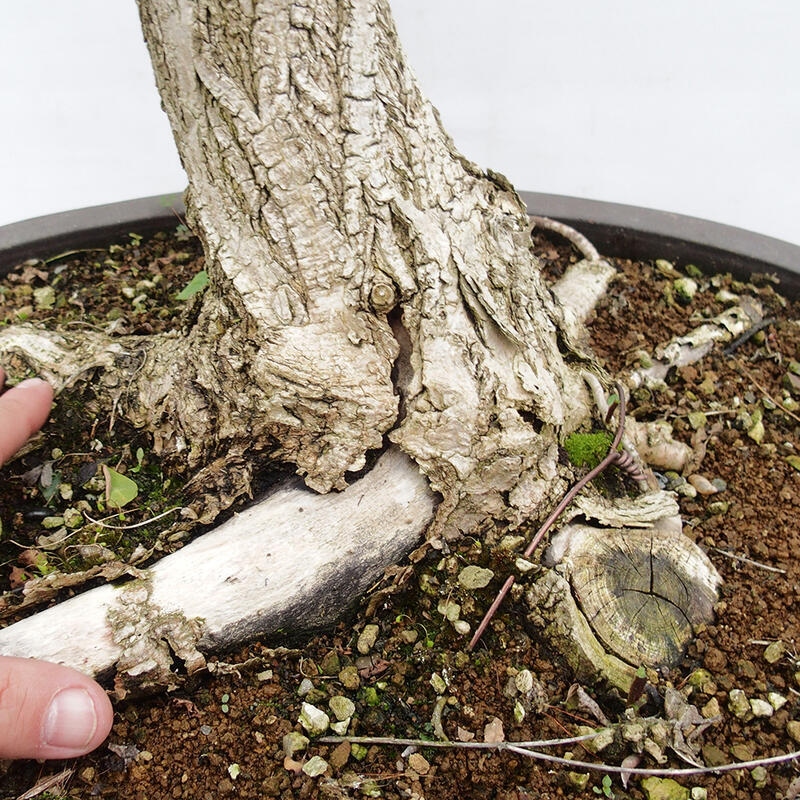 Venkovní bonsai - Trnovník  Akát - Robinia pseudoacacia