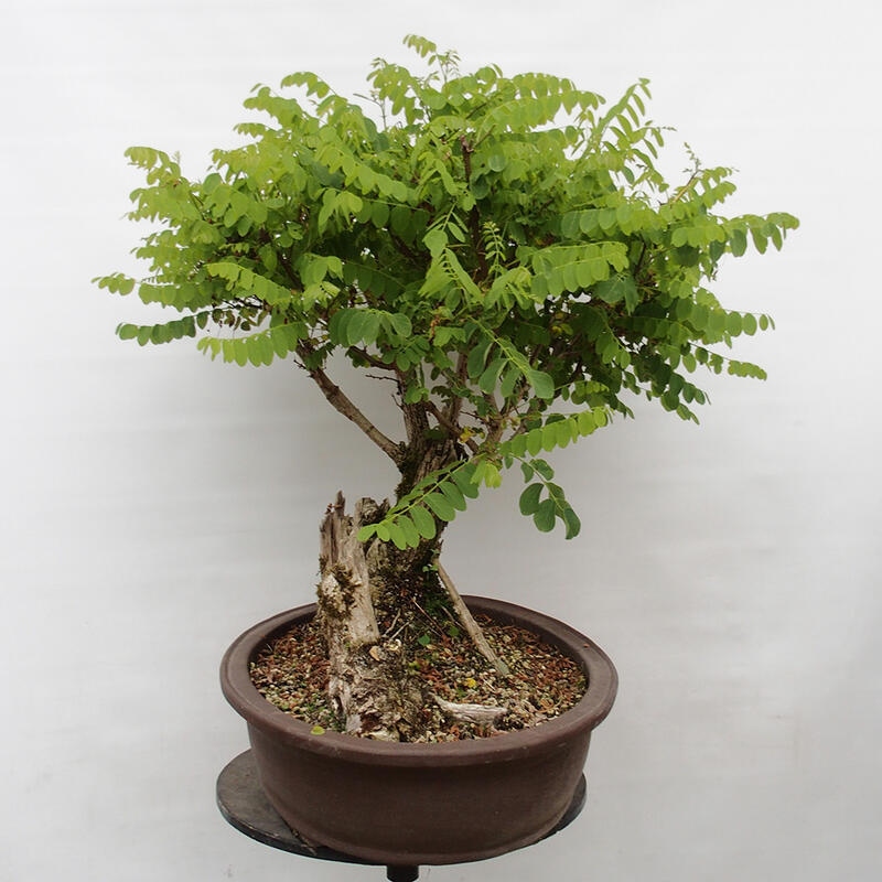 Venkovní bonsai - Trnovník  Akát - Robinia pseudoacacia