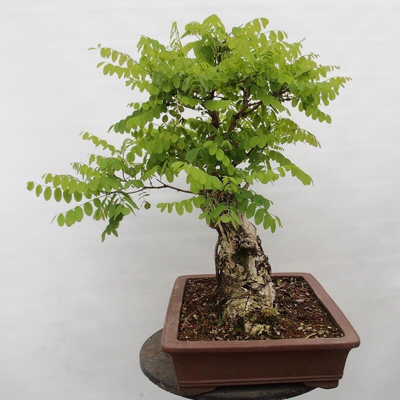 Venkovní bonsai - Trnovník  Akát - Robinia pseudoacacia