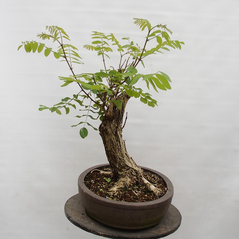 Venkovní bonsai - Trnovník  Akát - Robinia pseudoacacia