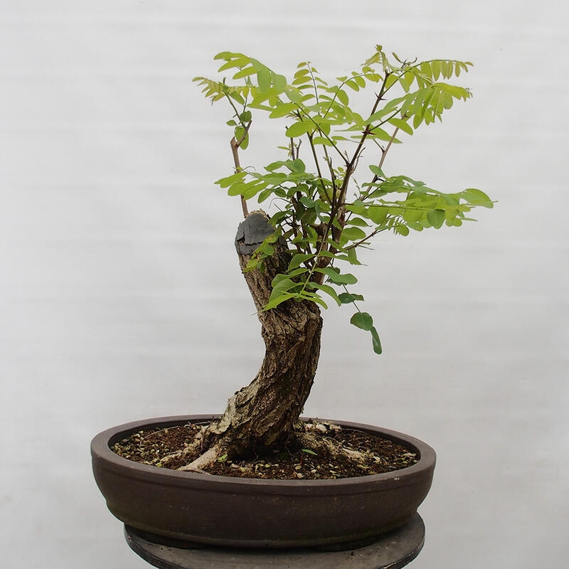 Venkovní bonsai - Trnovník  Akát - Robinia pseudoacacia