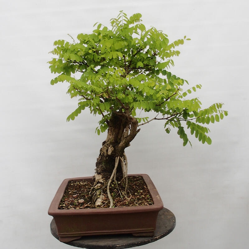 Venkovní bonsai - Trnovník  Akát - Robinia pseudoacacia