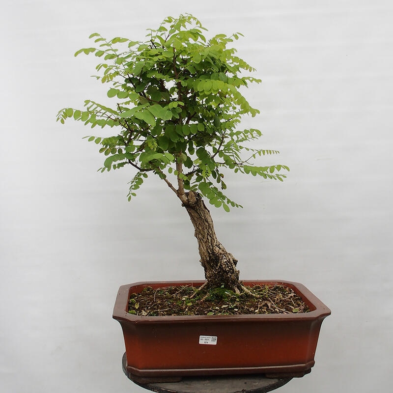 Venkovní bonsai - Trnovník  Akát - Robinia pseudoacacia