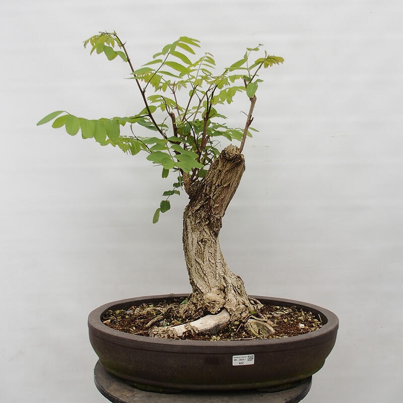 Venkovní bonsai - Trnovník  Akát - Robinia pseudoacacia