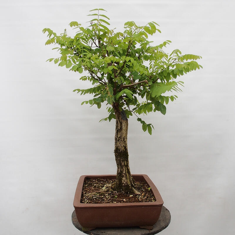 Venkovní bonsai - Trnovník  Akát - Robinia pseudoacacia