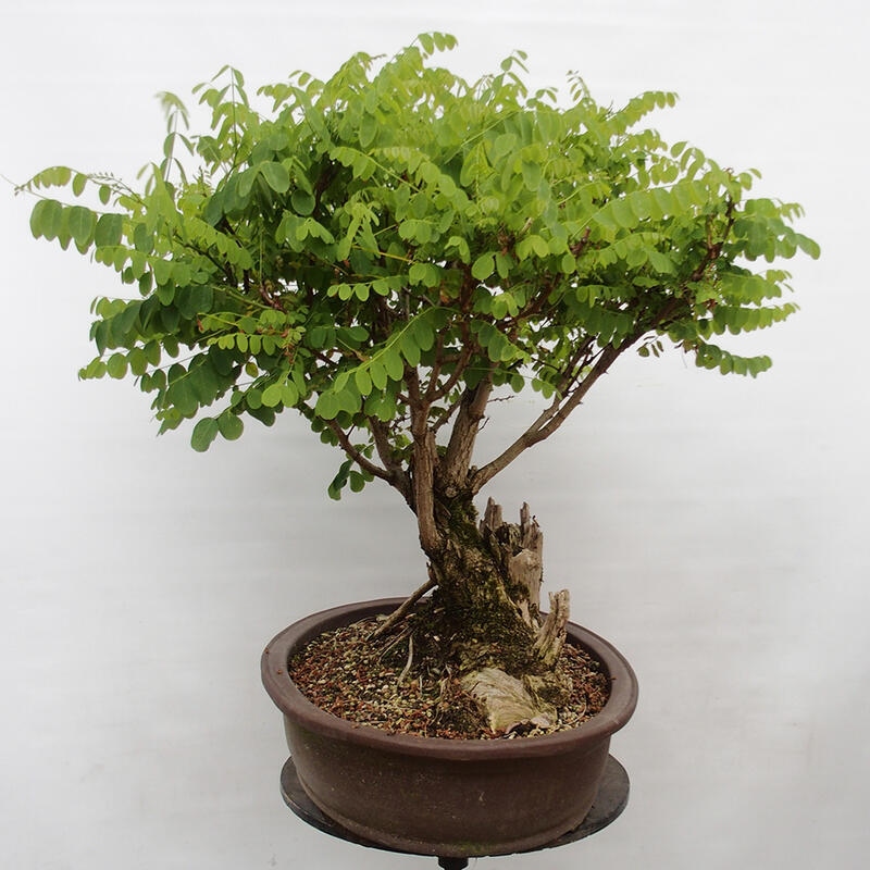 Venkovní bonsai - Trnovník  Akát - Robinia pseudoacacia