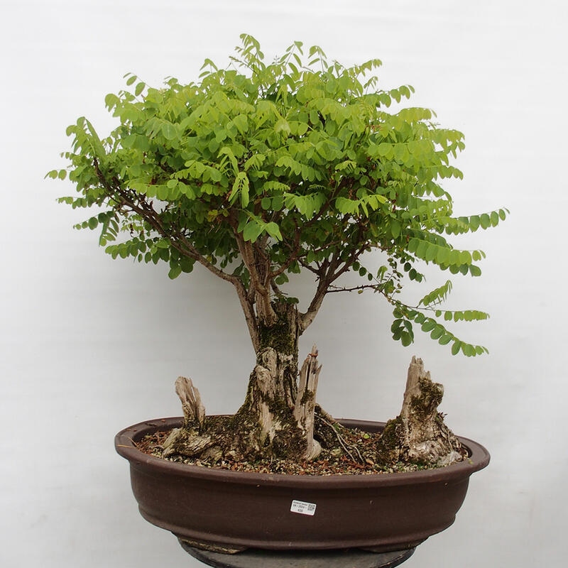 Venkovní bonsai - Trnovník  Akát - Robinia pseudoacacia