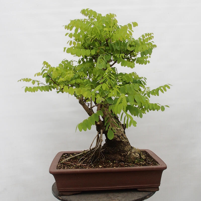 Venkovní bonsai - Trnovník  Akát - Robinia pseudoacacia