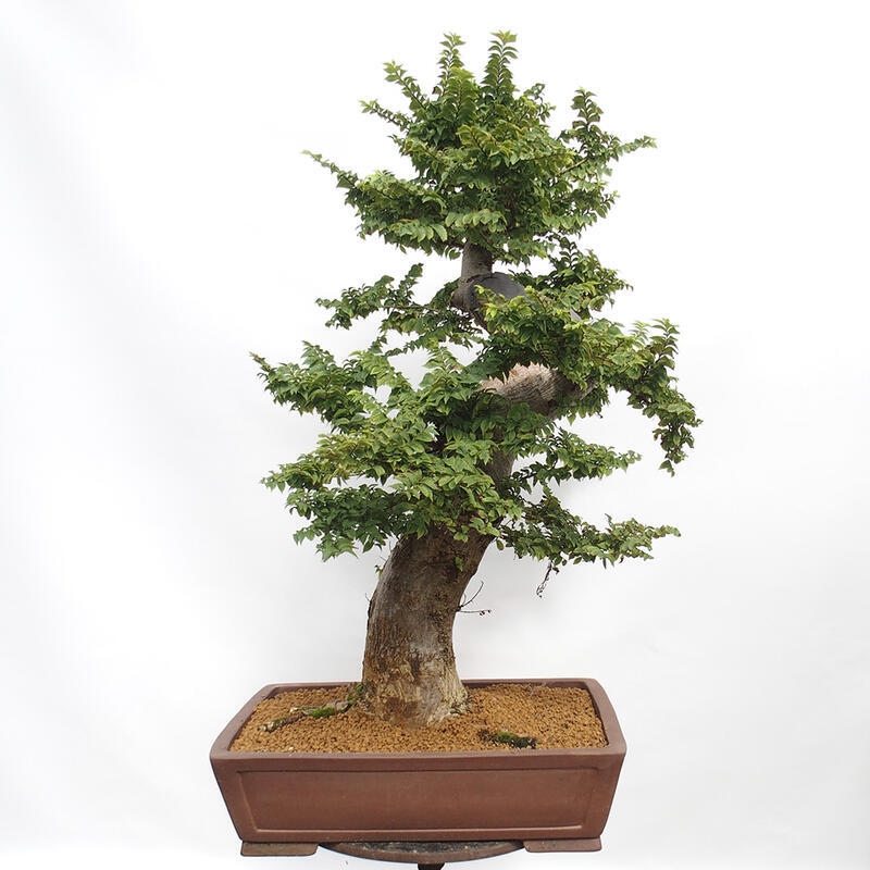 Venkovní bonsai - Ulmus Elegantissima Jack. Hillier-Jílm elegantí