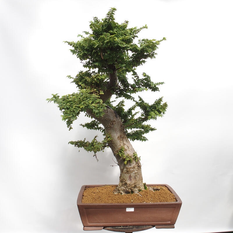 Venkovní bonsai - Ulmus Elegantissima Jack. Hillier-Jílm elegantí