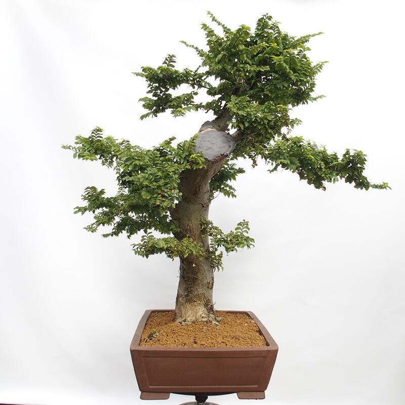 Venkovní bonsai - Ulmus Elegantissima Jack. Hillier-Jílm elegantí