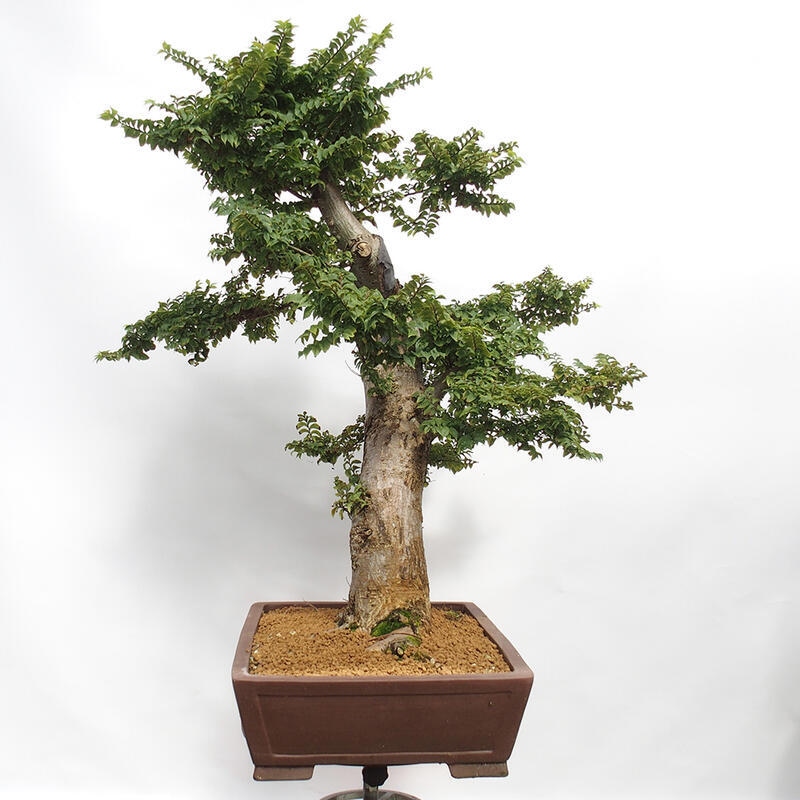 Venkovní bonsai - Ulmus Elegantissima Jack. Hillier-Jílm elegantí