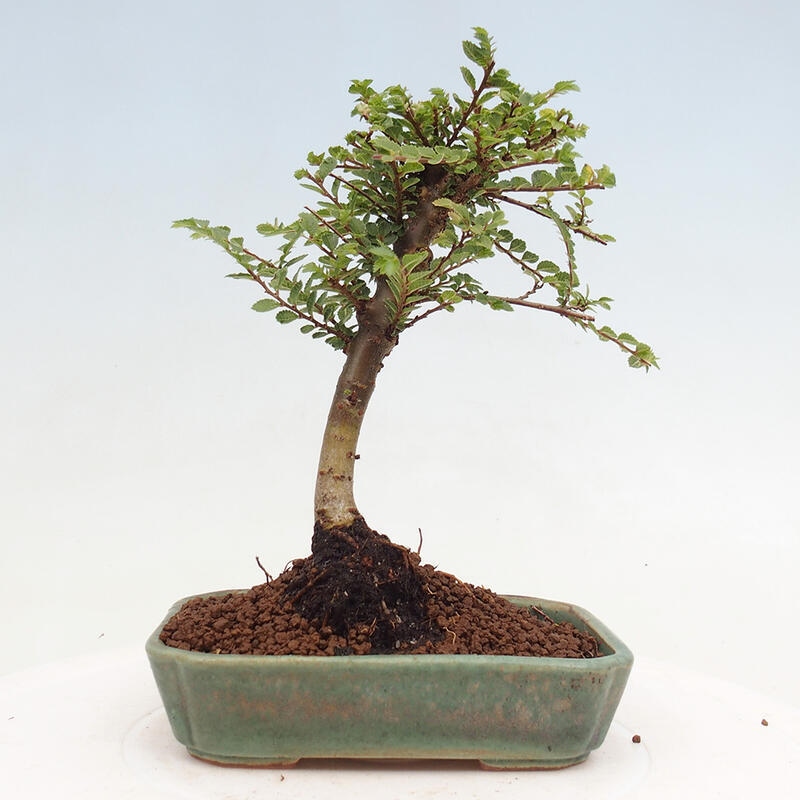 Venkovní bonsai - Ulmus parvifolia Sagei - Malolistý jilm