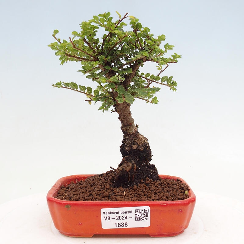 Venkovní bonsai - Ulmus parvifolia Sagei - Malolistý jilm