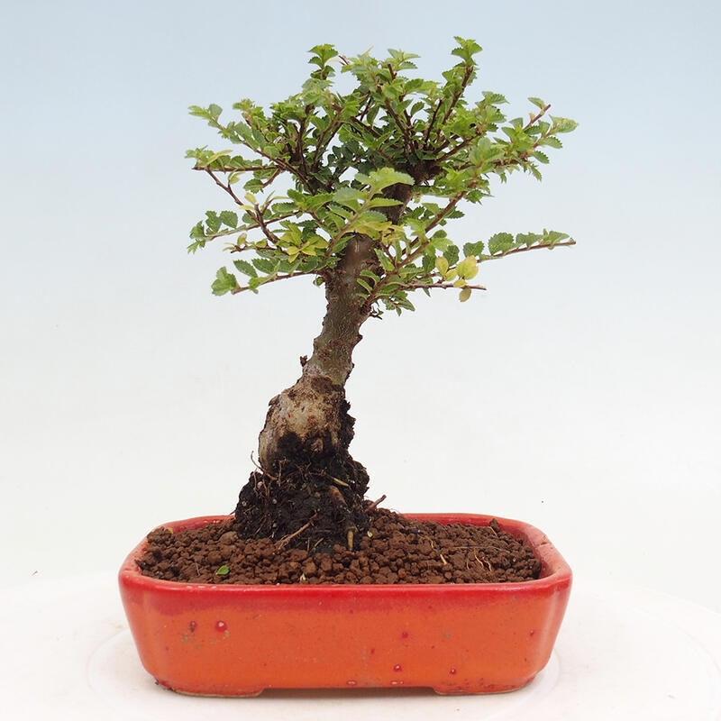 Venkovní bonsai - Ulmus parvifolia Sagei - Malolistý jilm