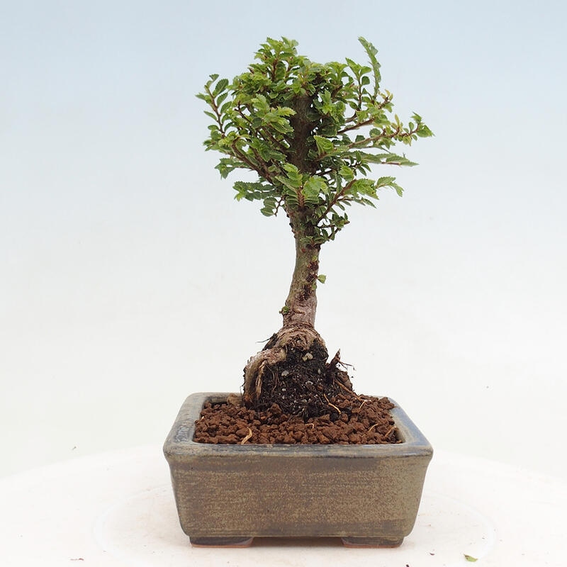 Venkovní bonsai - Ulmus parvifolia Sagei - Malolistý jilm