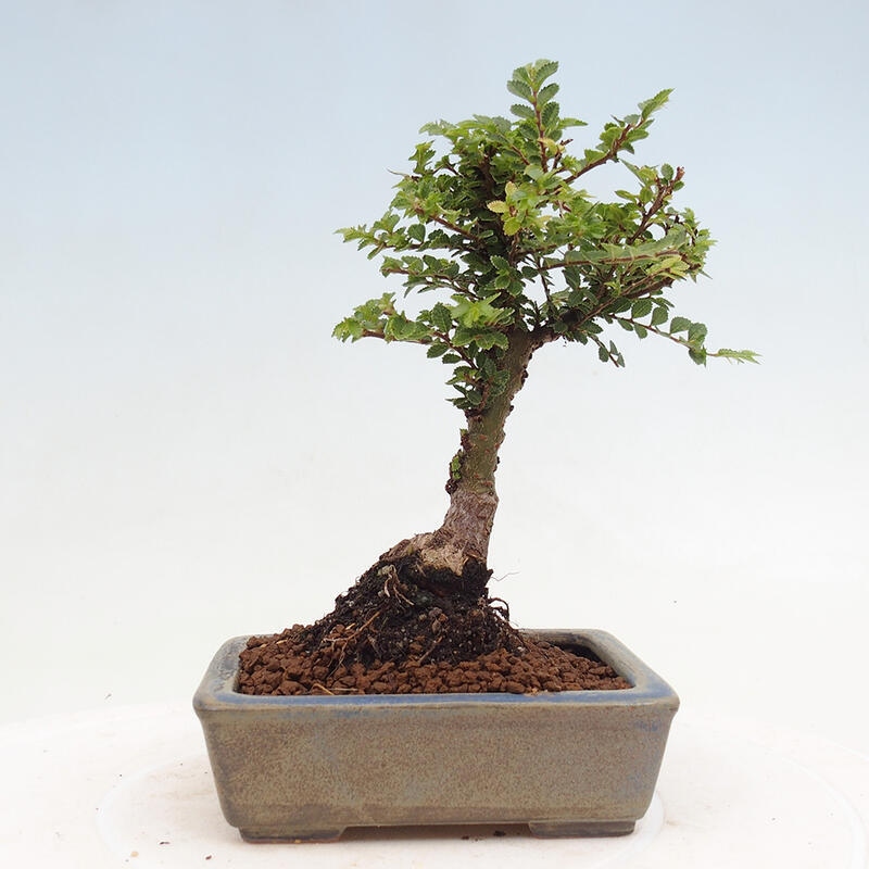 Venkovní bonsai - Ulmus parvifolia Sagei - Malolistý jilm