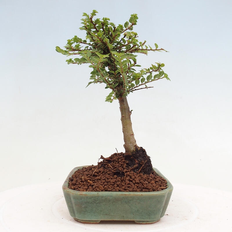 Venkovní bonsai - Ulmus parvifolia Sagei - Malolistý jilm