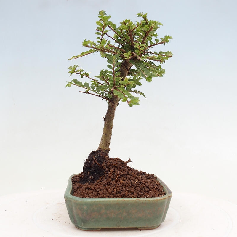 Venkovní bonsai - Ulmus parvifolia Sagei - Malolistý jilm