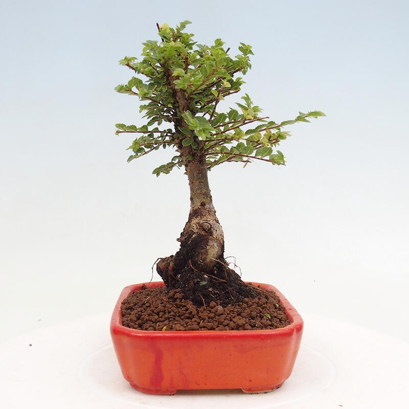 Venkovní bonsai - Ulmus parvifolia Sagei - Malolistý jilm