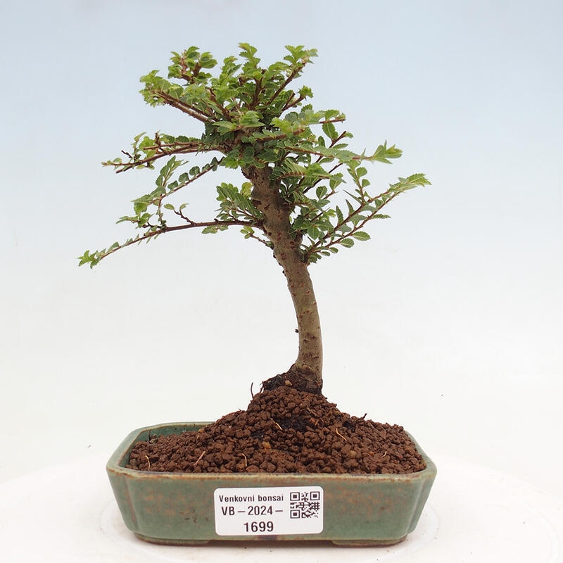 Venkovní bonsai - Ulmus parvifolia Sagei - Malolistý jilm