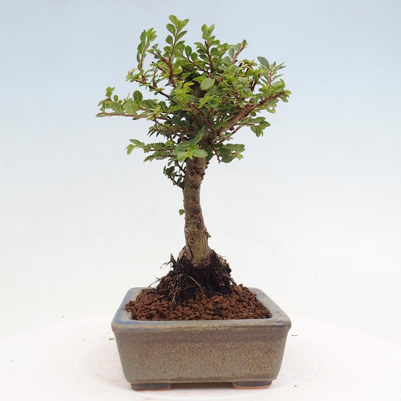 Venkovní bonsai - Ulmus parvifolia Sagei - Malolistý jilm