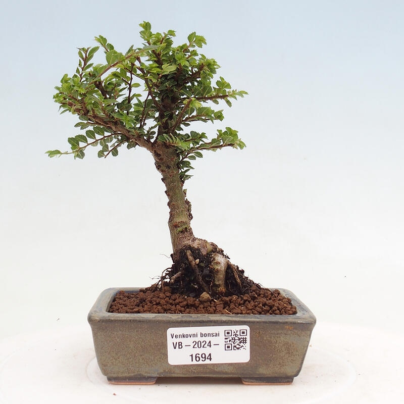 Venkovní bonsai - Ulmus parvifolia Sagei - Malolistý jilm