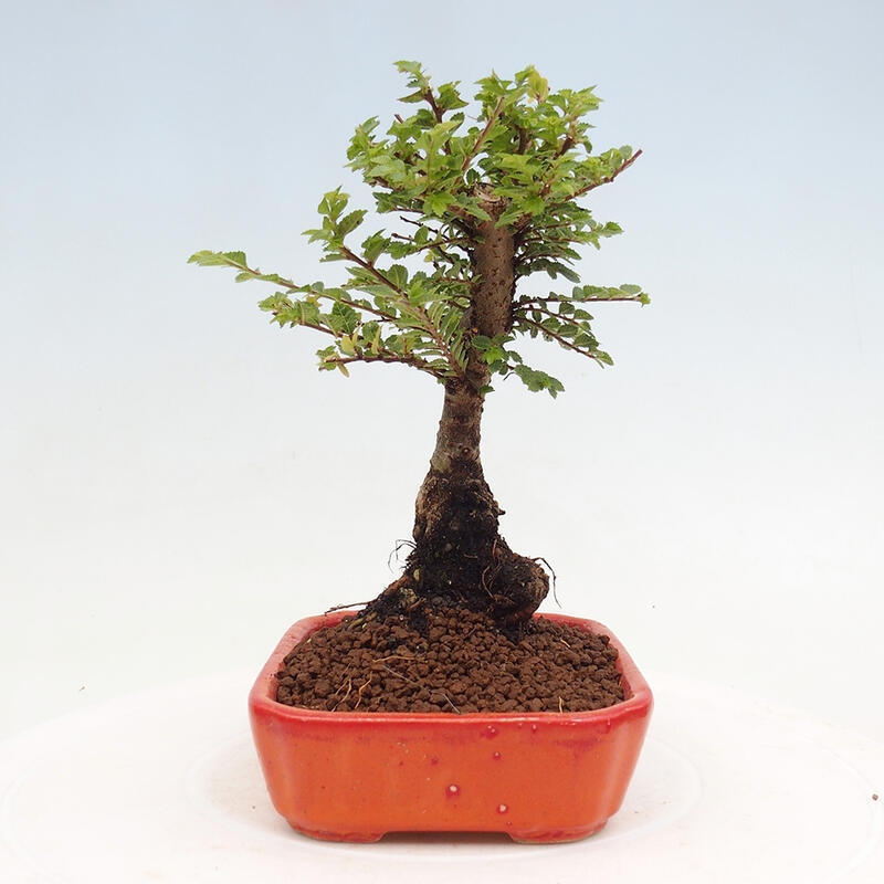 Venkovní bonsai - Ulmus parvifolia Sagei - Malolistý jilm