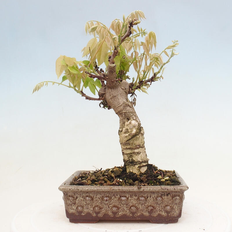 Venkovní bonsai - Vistarie květnatá - Wisteria floribunda