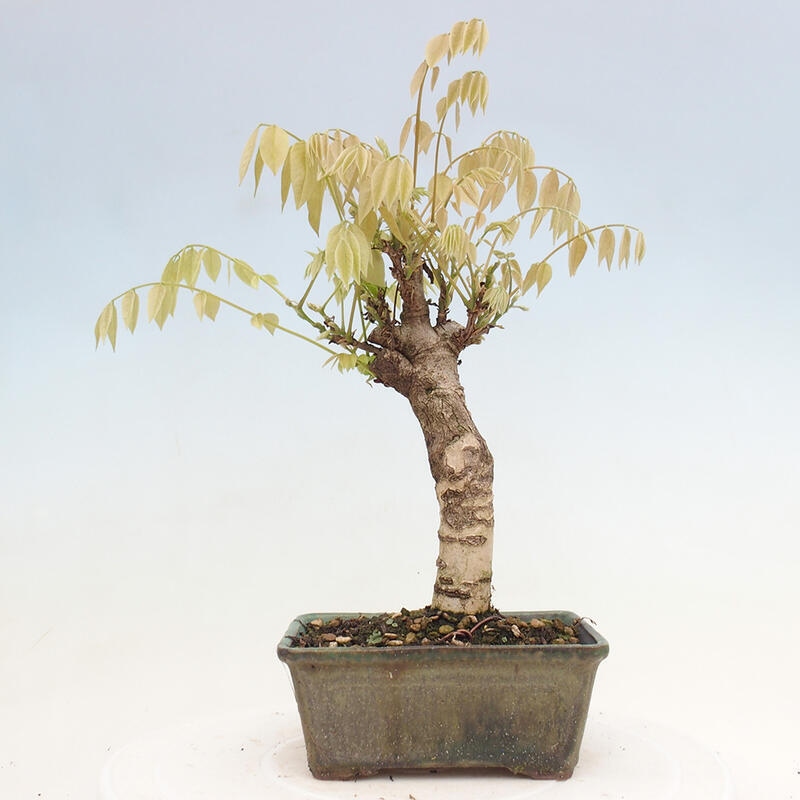 Venkovní bonsai - Vistarie květnatá - Wisteria floribunda