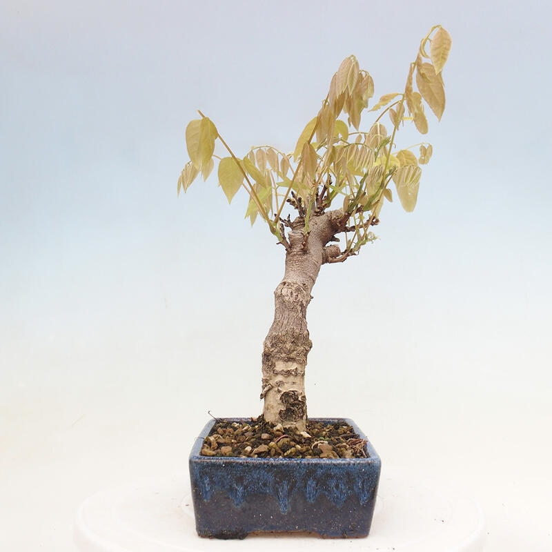 Venkovní bonsai - Vistarie květnatá - Wisteria floribunda