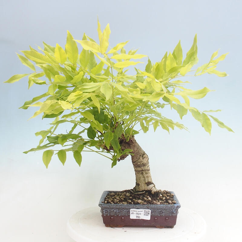 Venkovní bonsai - Vistarie květnatá - Wisteria floribunda