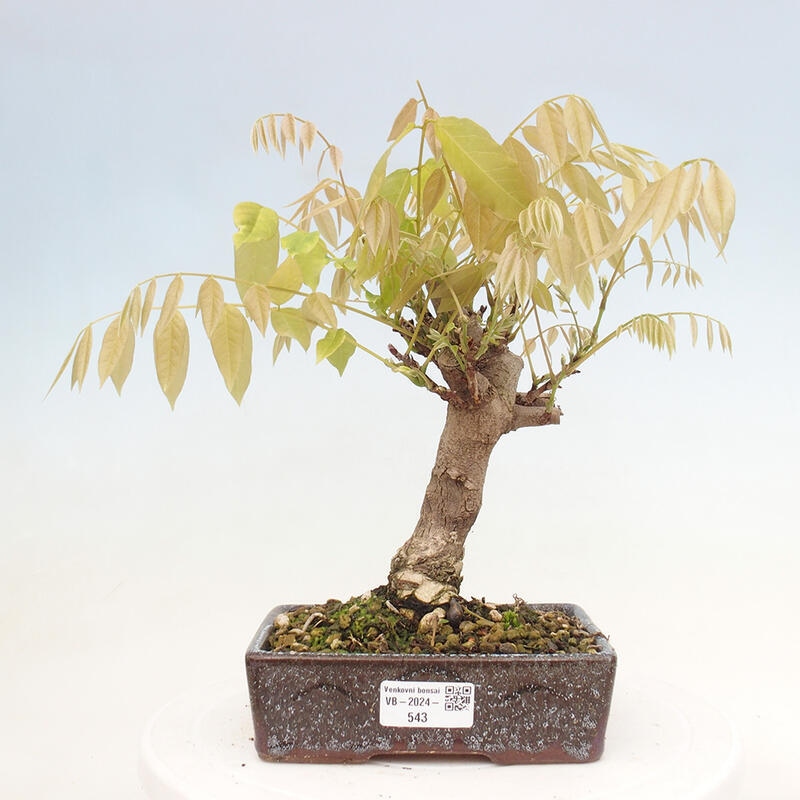 Venkovní bonsai - Vistarie květnatá - Wisteria floribunda