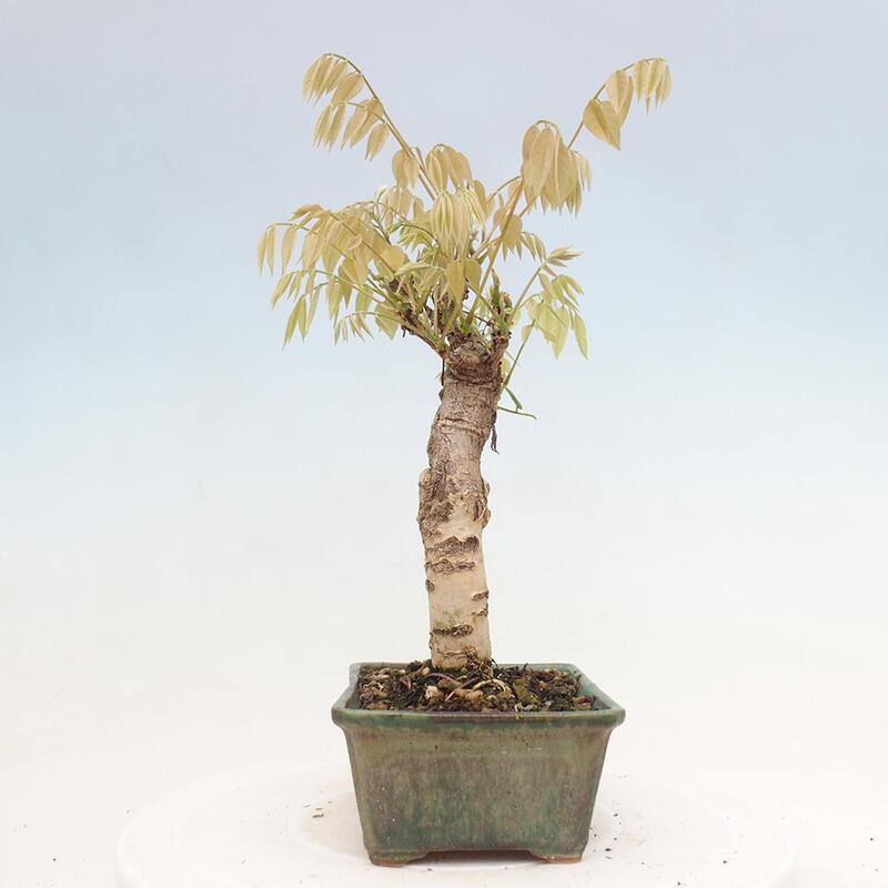 Venkovní bonsai - Vistarie květnatá - Wisteria floribunda