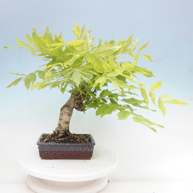 Venkovní bonsai - Vistarie květnatá - Wisteria floribunda