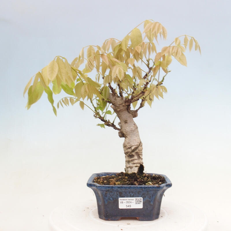 Venkovní bonsai - Vistarie květnatá - Wisteria floribunda