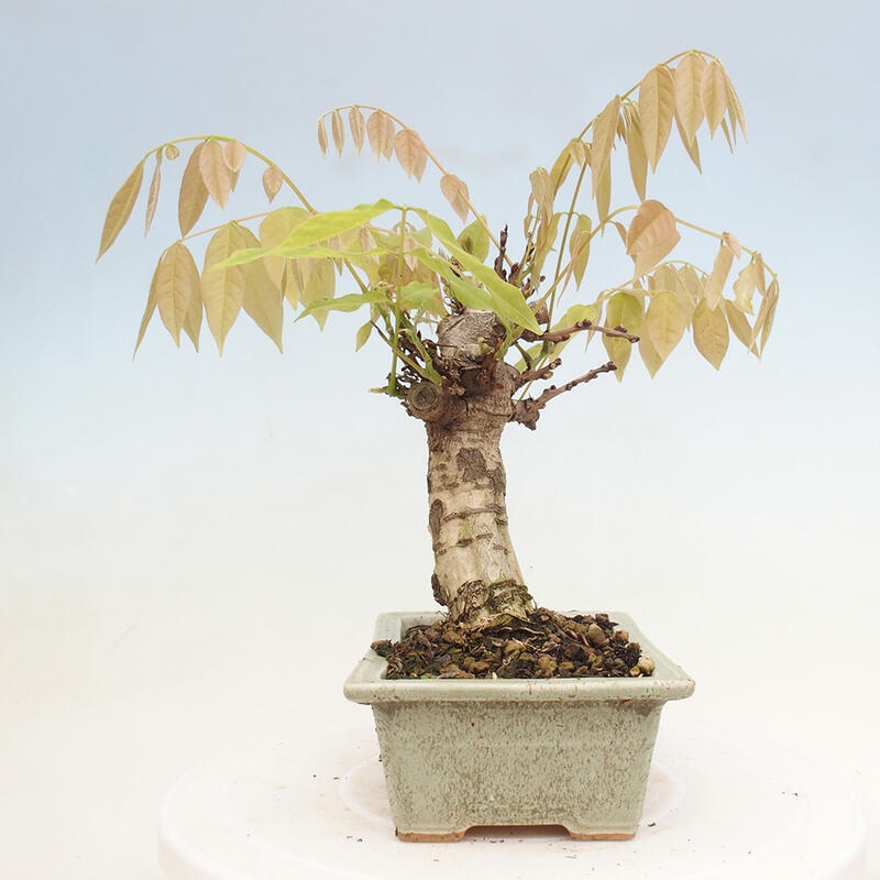 Venkovní bonsai - Vistarie květnatá - Wisteria floribunda