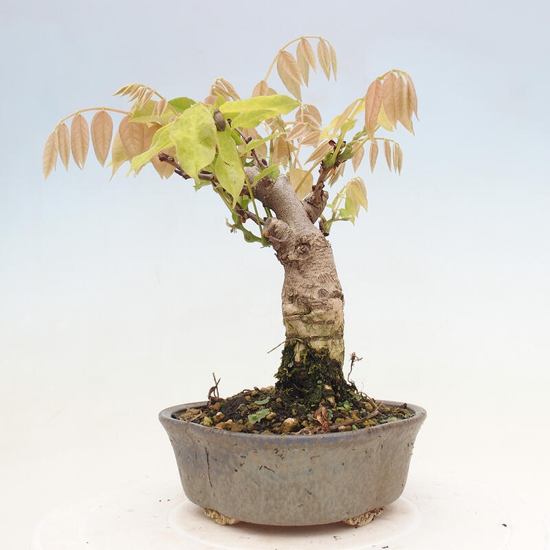 Venkovní bonsai - Vistarie květnatá - Wisteria floribunda