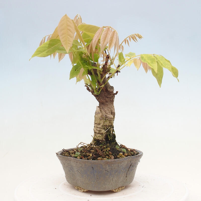 Venkovní bonsai - Vistarie květnatá - Wisteria floribunda