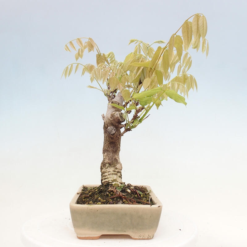 Venkovní bonsai - Vistarie květnatá - Wisteria floribunda